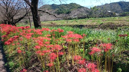 佐村建設サムラホーム秋晴れ彼岸花写真