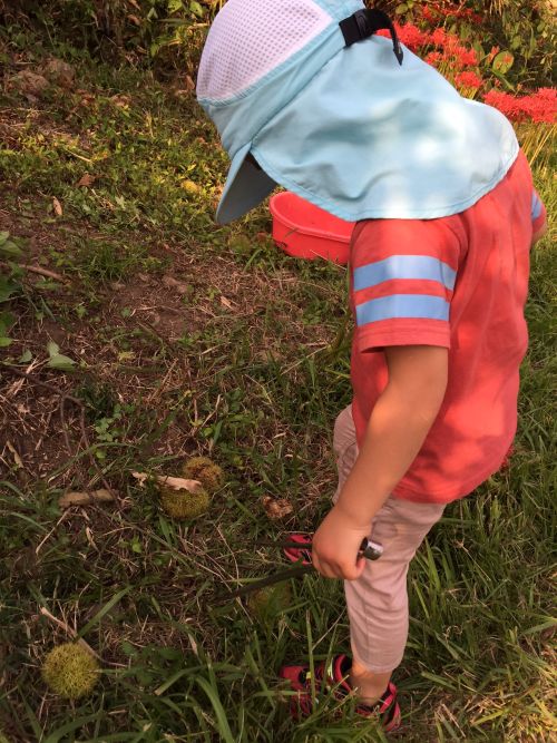 サムラホーム佐村建設秋の味覚栗ひろい