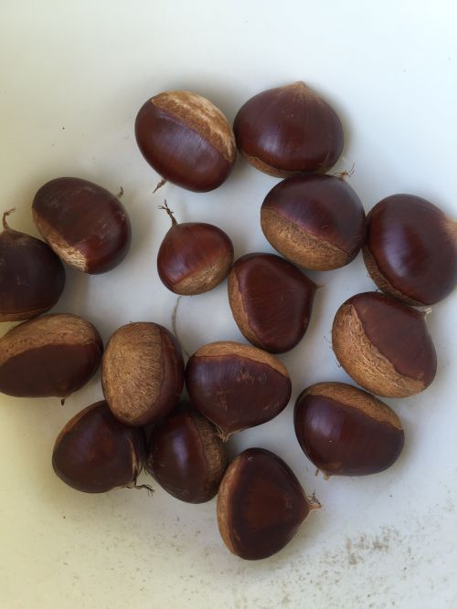 佐村建設サムラホーム秋の味覚栗三昧