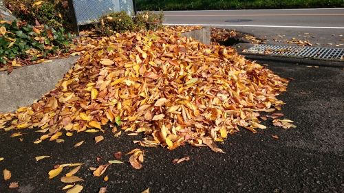 佐村建設サムラホーム秋落葉紅葉11月