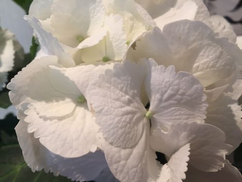佐村建設サムラホーム山県市家づくり白い紫陽花