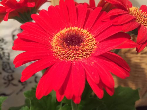 サムラホーム佐村建設山県市新築家づくりガーベラ