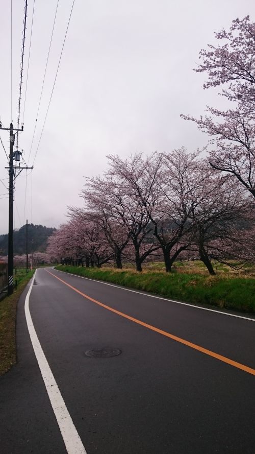 佐村建設サムラホームお客様大感謝祭春2017第4回桜並木