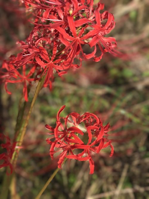 佐村建設サムラホーム山県市工務店新築秋2017彼岸花