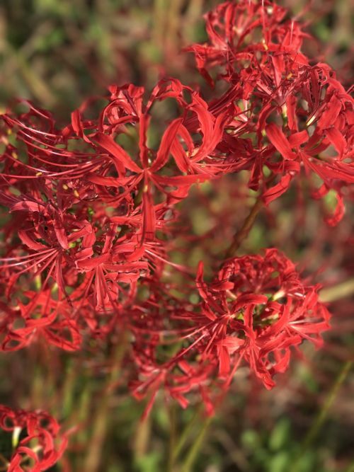 佐村建設サムラホーム岐阜県山県市工務店新築2017秋