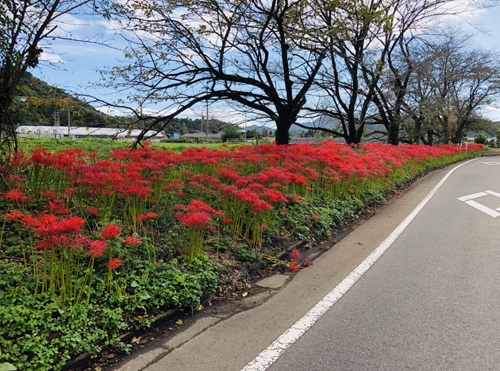 佐村建設サムラホーム会社の前彼岸花赤いキレイ