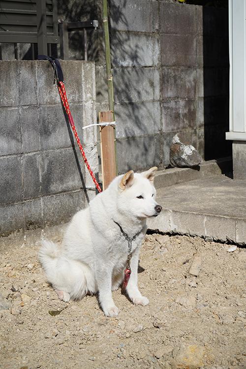佐村建設サムラホーム自然素材新築地鎮祭