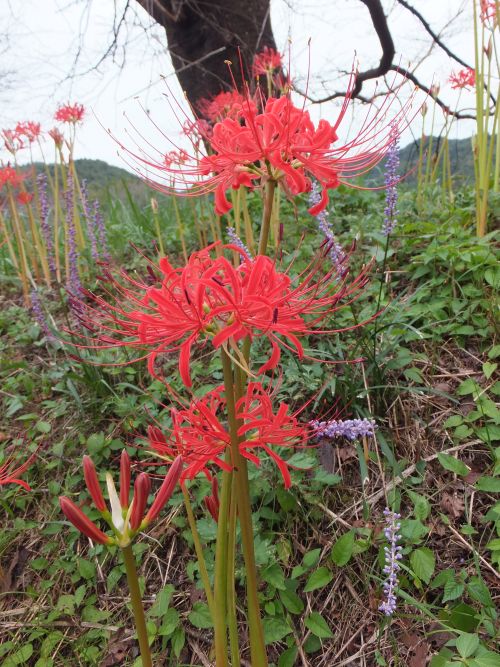 佐村建設サムラホーム岐阜県山県市彼岸花