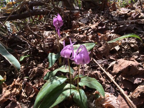 サムラホーム佐村建設山登りスタッフ写真